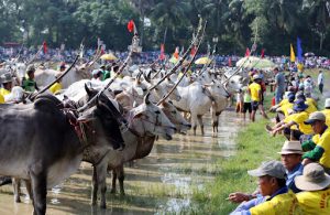 Lễ hội đua bò Bảy Núi An Giang đã có từ lâu đời